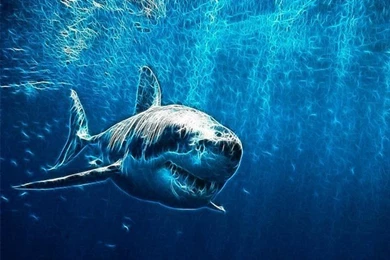 Shark Live Wallpapers Android Apps And Tests AndroidPIT