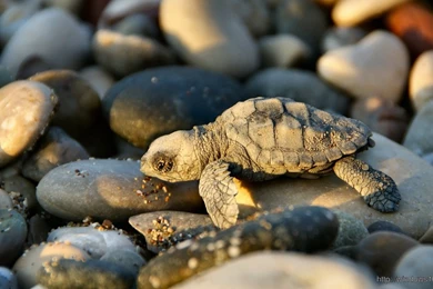 N – Windows 10 Wallpapers