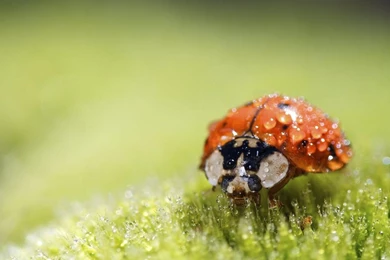 Wet Lady Bug Nature Animal Small Cute 1920x1080