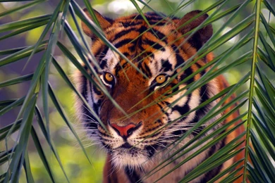 Animals Nature Tigers Best Widescreen Backgrounds Awesome