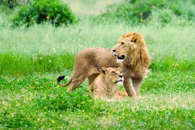 Download Wildlife Gallery In HD Wallpapers