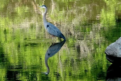 Wild Life Wallpapers   163579