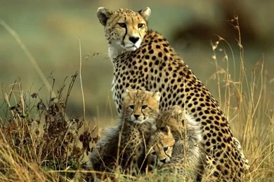 Wildlife Backgrounds