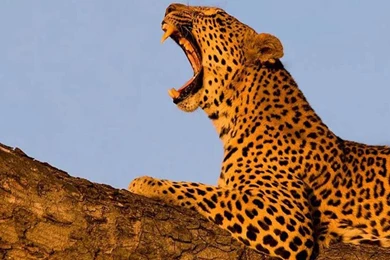 Hd Animal Wallpapers, Wild Life, Animal Desktop Images, Download ...