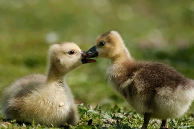 Hd Animal Wallpapers, Wild Life, High Resolution Animals, Download ...