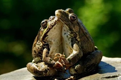 Hd Animal Wallpapers, Wild Life, Animal Desktop Images, Download ...