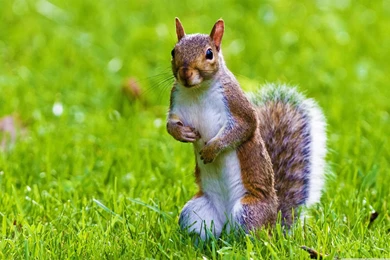 Squirrel Hd   1431755