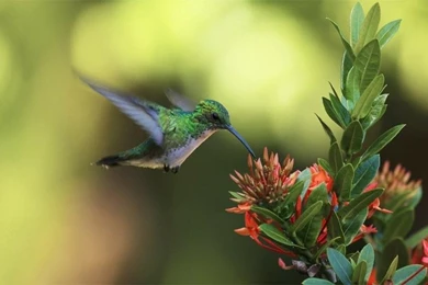 Birds,wildlife Birds Wildlife 1920x1200 Wallpapers – Birds,wildlife ...