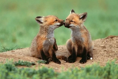 Wild Life Animal Wallpapers 2015