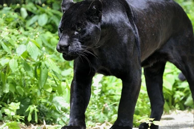 91 Black Panther HD Wallpapers