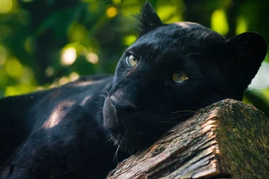 Black Panther Computer Wallpapers, Desktop Backgrounds