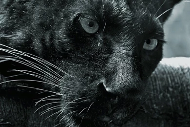 Black Panther HD Wallpapers, Black Panther, Wild Animal, Wild ...