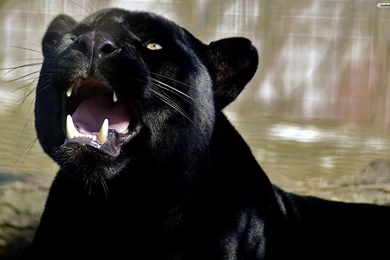 YouWall Black Panther Wallpapers Wallpaper,wallpapers,free ...