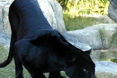 Black Panther Animal Bing Images