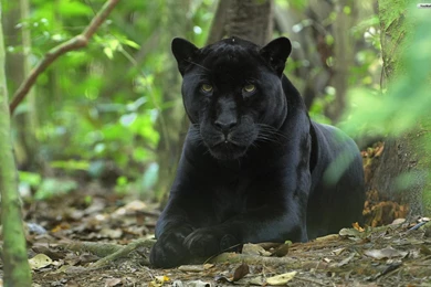 YouWall Black Panther Wallpapers Wallpaper,wallpapers,free ...