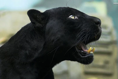 Black Panther Wallpapers Animal Wallpapers