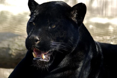 Black Panther Computer Wallpapers, Desktop Backgrounds