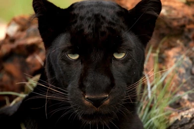 Black Panther Wallpapers Animal Wallpapers