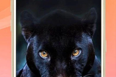 Cool Black Panther Wallpapers Android Apps And Tests AndroidPIT