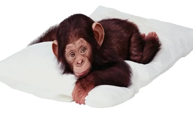 Cute Monkey Backgrounds   Wallpapers Cave
