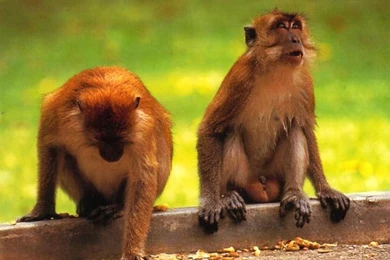 Cute Baby Monkey Psp Wallpapers Animal Backgrounds