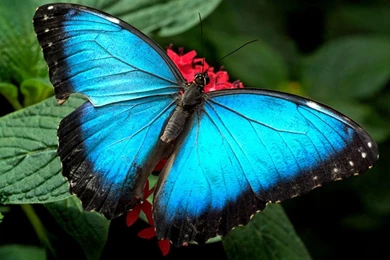 Butterfly Wallpapers Hd   Wallpapers HD Fine