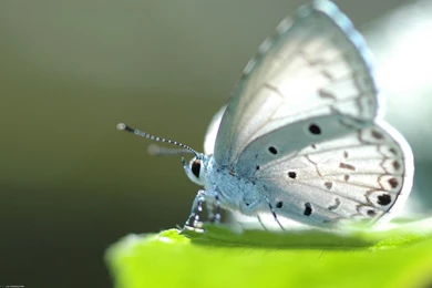 937 Butterfly HD Wallpapers