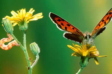 Butterfly Wallpapers Download HD   Newwallpapershits.com