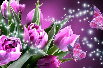 Latest Butterfly HD Wallpapers Download