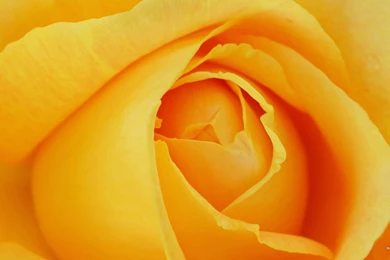 2560x1440 Wallpapers Yellow Rose Petals Picture Wallpaper Backgrounds