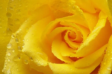 Download Wallpapers 2048x1152 Rose, Yellow Rose, Petals, Drops ...