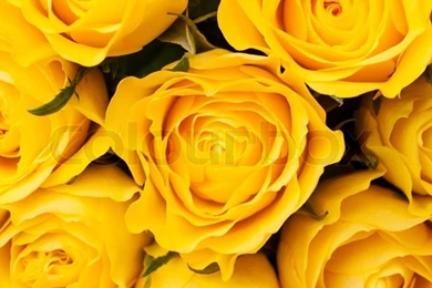 Group Of Yellow Roses, Close up Shot, Floral Backgrounds Or ...