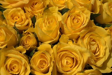 Yellow Roses