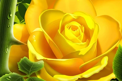 Yellow Rose HD Wallpapers