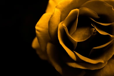Yellow Rose Backgrounds   Wallpapers