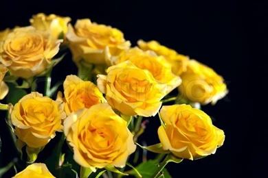 Beautiful Bouquet Of Yellow Roses Isolated On Black Backgrounds ...