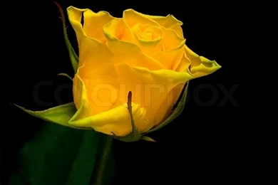 Beautiful Yellow Roses Close up On A Black Backgrounds