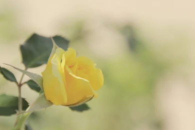Yellow Rose HD Wallpapers