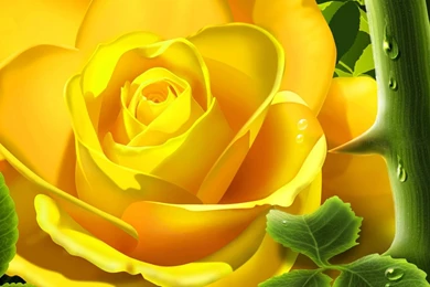 Yellow Rose HD Wallpapers