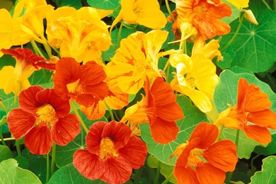 Geniales Flores En HD. Primera Parte.   Taringa!