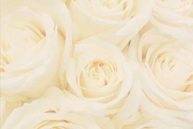 White Rose Backgrounds Photo By Dovestarcollections Photobucket ...