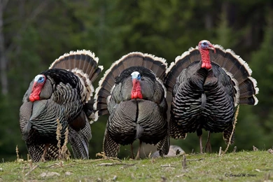 Wild Turkey HD Wallpapers5.jpg