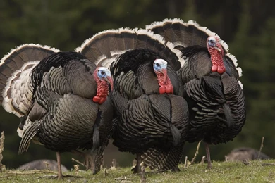 Turkey Bird Wallpapers