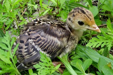 Wild Turkey Poult/Chick   Wild Turkeys Wallpapers