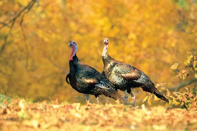 Two Wild Turkeys Among The Autumn Leaves   Wild Turkeys Wallpapers