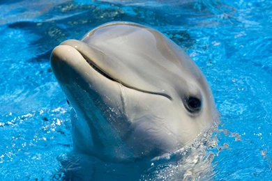 1600x900 Cute Dolphin Wallpapers