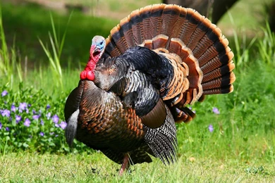 Deer Wildlife Kiss Wallpapers