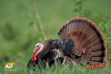 Free Turkey Wallpapers   Wallpapers Cave