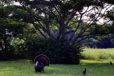 Birds: Wild Turkey Birds Farm Country Animals Wallpaper Backgrounds ...