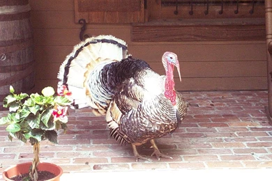 Free Wallpapers Wild Turkey Bird Male